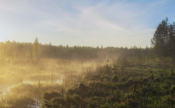 Morning in the swamp / ***