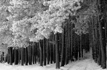 winters in the forest / ***