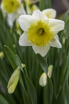 Gorgeous Daffodil / This gorgeous daffodil was growing in a park near home