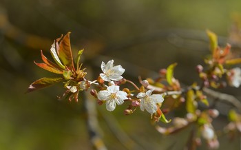 Flowering cherry / ***