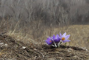Pasque-flower / ...