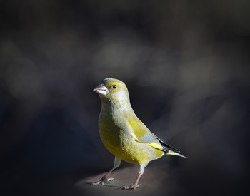 Yellow Wagtail / ***