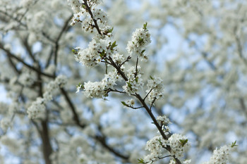 Apple blossom / ***