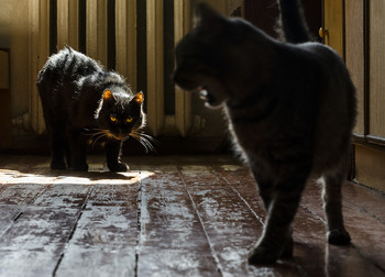 For a goat to answer! / ***