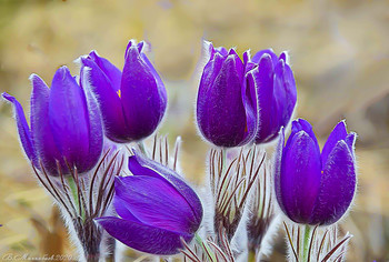 Pasque-flower / ...