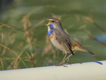 Bird singing / ***