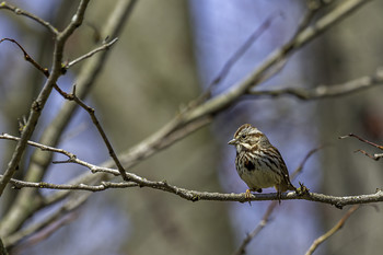 Savanah Sparrow / This small Savanah Sparrow was enjoying a sunny spring day