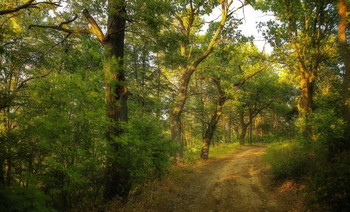 After the rain / ***