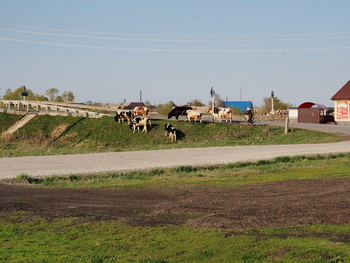 Cows / ***