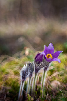 &nbsp; / Canon 5D Mark II + Gelios 44