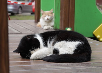 Sleep / Timiryazev park, Koptevo neighborhood, Moscow, Russia