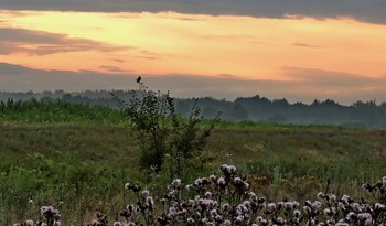 At dawn / ***