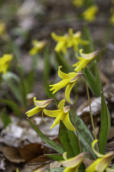 Trout Lilies / There was a whole mass of Trout Lilies in this forest