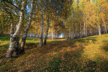 birch autumn / ***