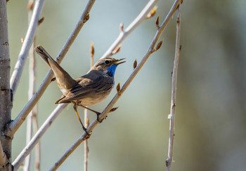 Bluethroat / ***