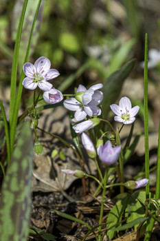 Pretty Little Wildflowers / These pretty little wildflowers were very delicate looking