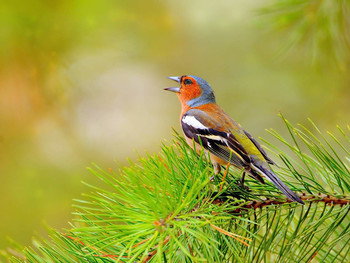 In the spring forest / ***