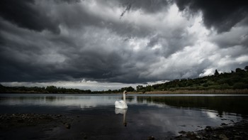 &nbsp; / Ein einzelner Schwan kurz vor dem Sturm.