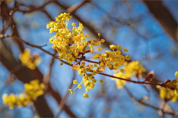 Spring / ***