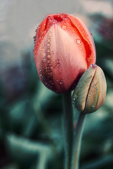 Dutch tulip / ***