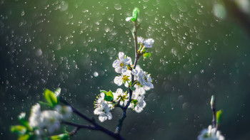 flowering plum / ***