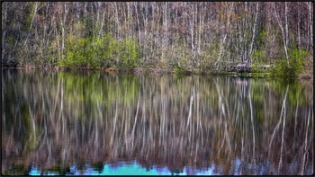 waterwood / forest trees, refllected in the pool