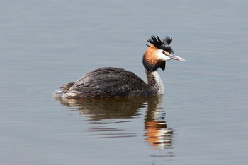 Great Crested Grebe / ***