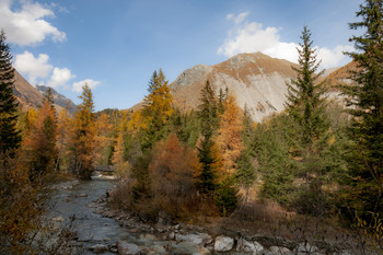 gold autumn / ...