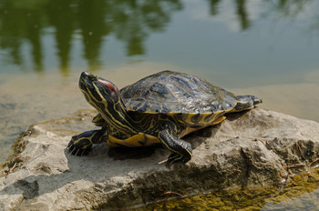 Krasnouhaya turtle / ***