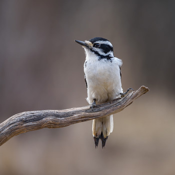 Hairy Woodpecker (female) / ***