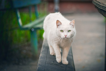 Cat who walks by himself / ***