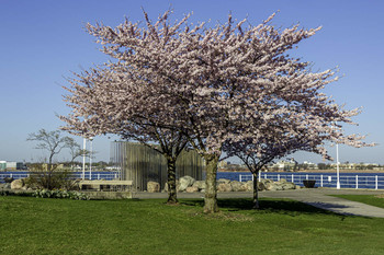 Spring by the River / Spring by the river in Sarnia Ontario is beautiful with all these cherry blossoms