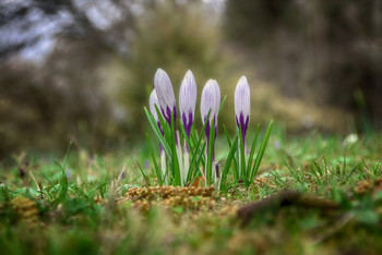 Crocuses / ***