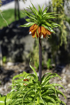 Crown Imperial Lily / This Crown Imperial Lily was looking absolutely gorgeous