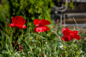 Poppies / ***