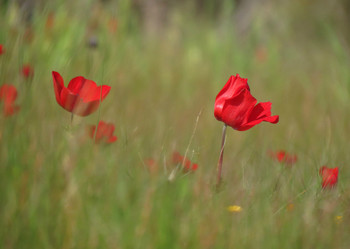 Spring Flowers / ***
