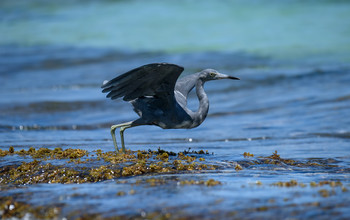 Little blue heron / ***