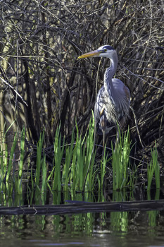 Blue Heron in the Bushes / This Blue Heron was hiding in the bushes or at least that is what it thought