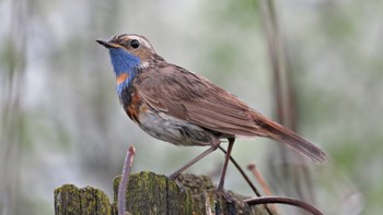 Bluethroat / ***