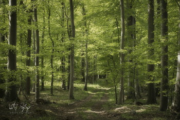 Tief im Wald... / Ein Waldspaziergang.