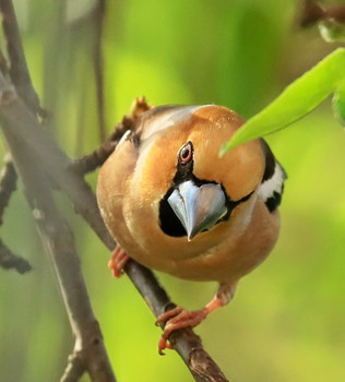 Grosbeak / ***