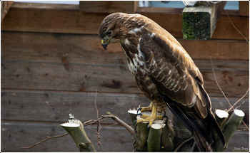 Buzzard / Buzzards are medium-sized birds of prey of the family Habichtartigen. The name was borrowed from the French. Before that the bird was called ahd. musari, mhd. mus-ar, mnd. muser &quot;Mäuseaar&quot; = &quot;Mouse eagle&quot;.
 Wikipedia