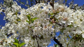 Cherry-tree / ***