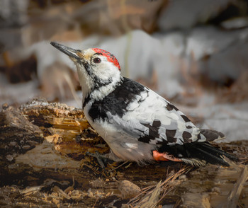White-backed woodpecker. / ***