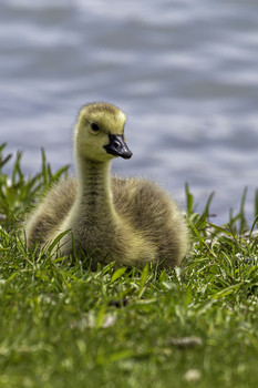Baby Goose / This baby goose was the one in the family that allowed me to take its portrait