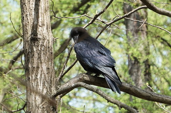 Black Raven / Timiryazev park, Koptevo neighborhood, Moscow, Russia