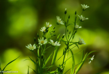 Spring Flowers / ...