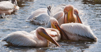 Pelicans / ***