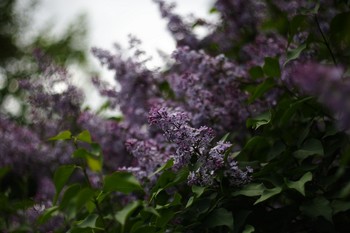 lilac / ***