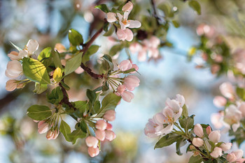 Flowering ... / Flowering..